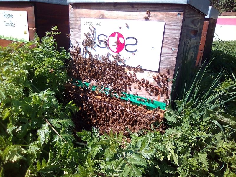 La ruche SOS Intérim