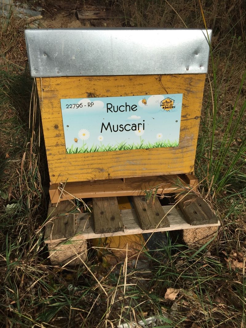 La ruche Muscari