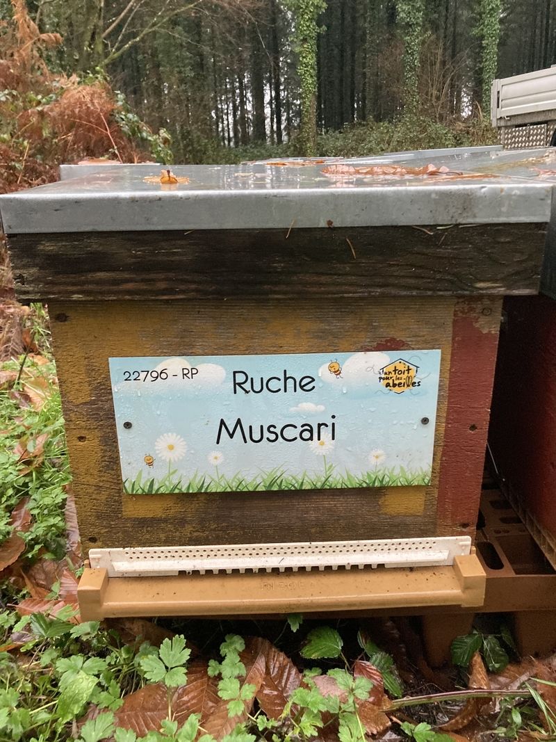 La ruche Muscari
