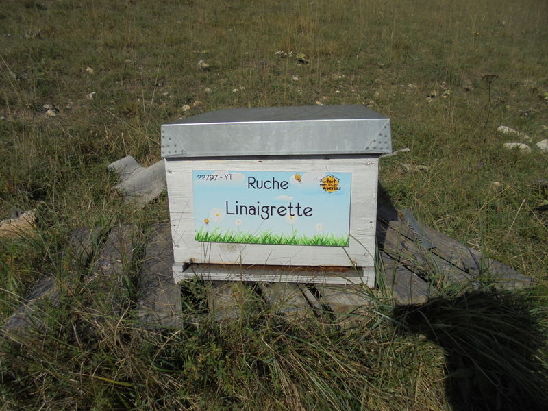 La ruche Linaigrette