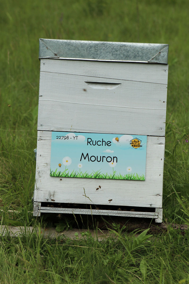 La ruche Mouron