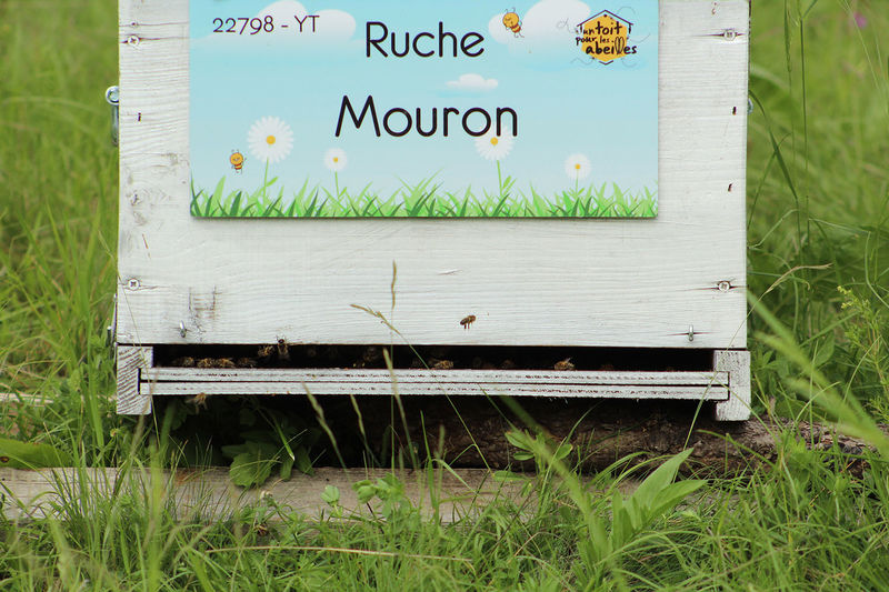 La ruche Mouron