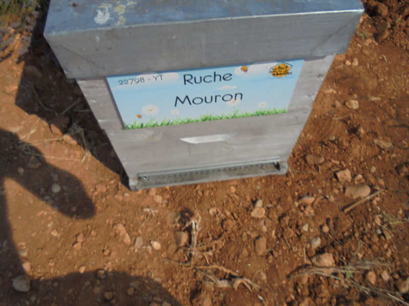 La ruche Mouron
