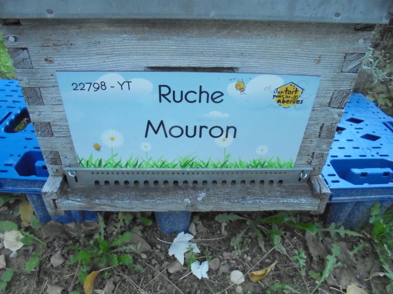 La ruche Mouron