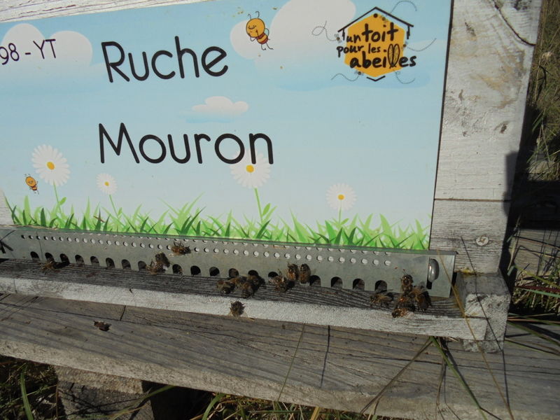 La ruche Mouron