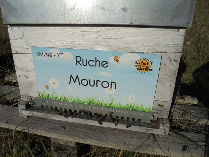 La ruche Mouron