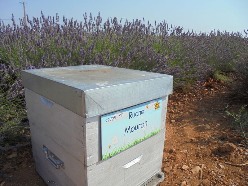 La ruche Mouron