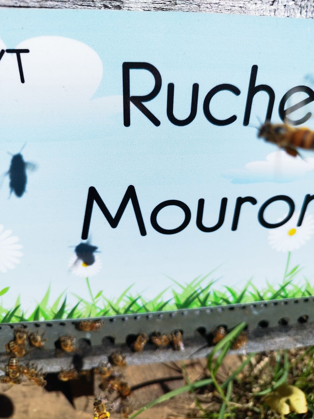La ruche Mouron