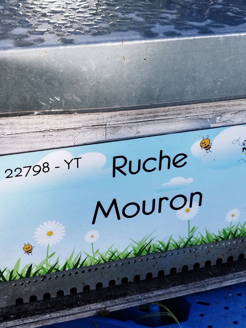 La ruche Mouron