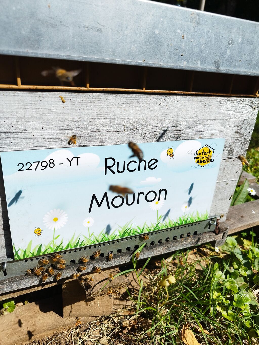 La ruche Mouron