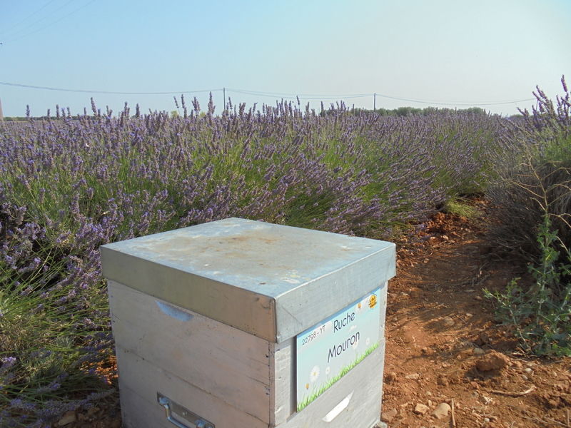 La ruche Mouron