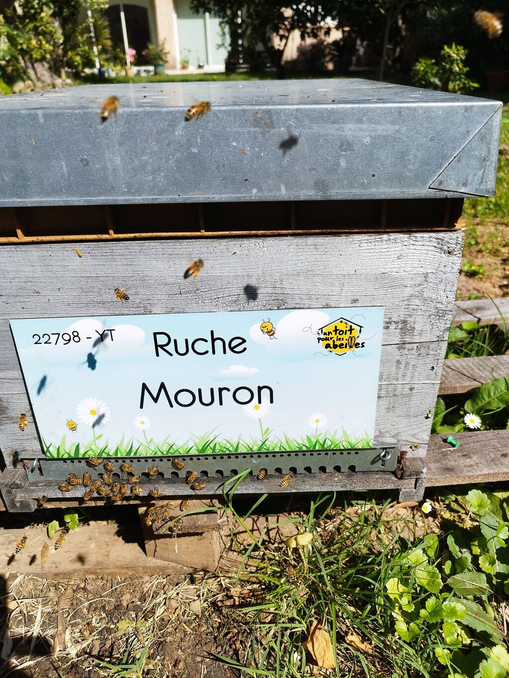 La ruche Mouron