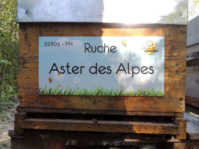 La ruche Aster des Alpes