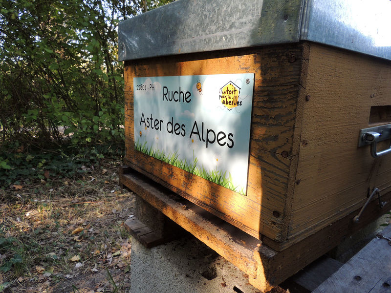 La ruche Aster des Alpes