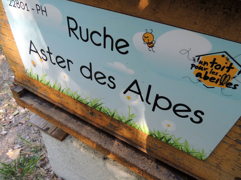 La ruche Aster des Alpes