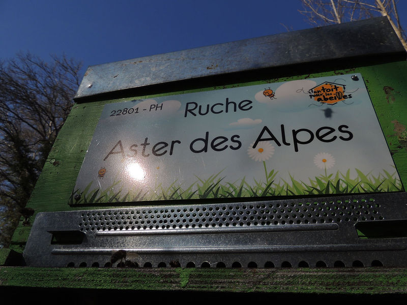 La ruche Aster des Alpes
