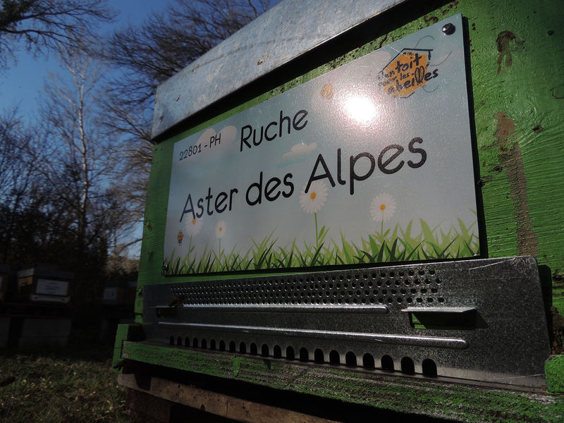 La ruche Aster des Alpes