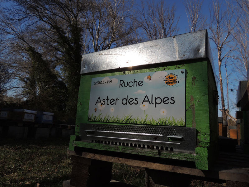 La ruche Aster des Alpes