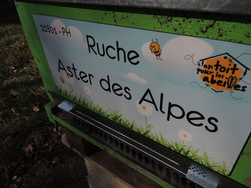 La ruche Aster des Alpes
