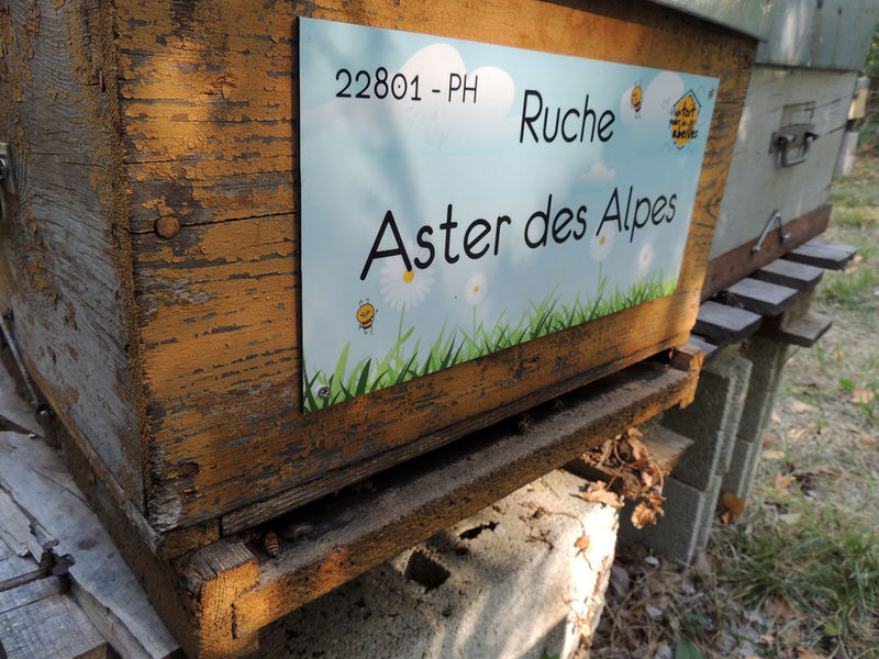 La ruche Aster des Alpes