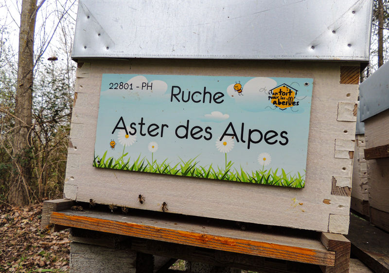 La ruche Aster des Alpes