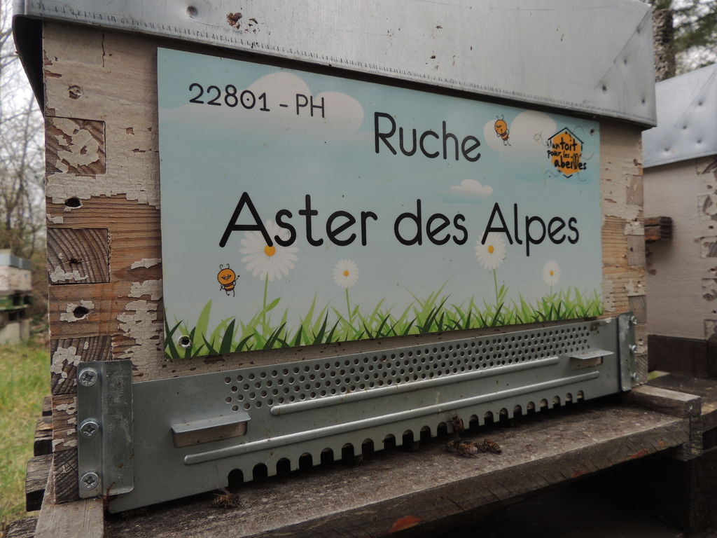 La ruche Aster des Alpes