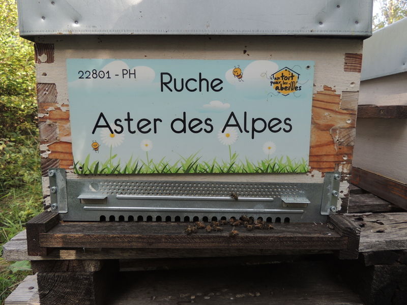 La ruche Aster des Alpes