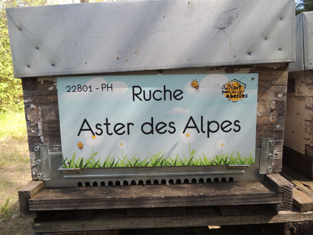 La ruche Aster des Alpes