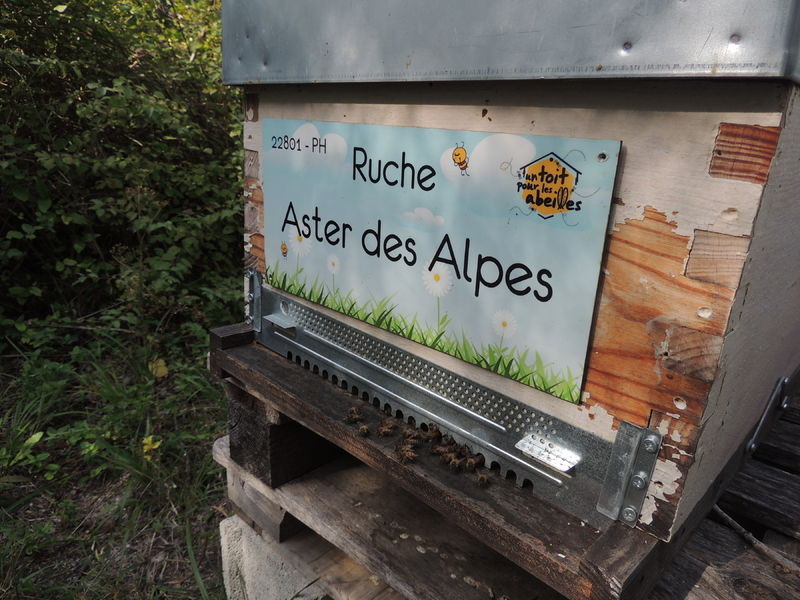La ruche Aster des Alpes