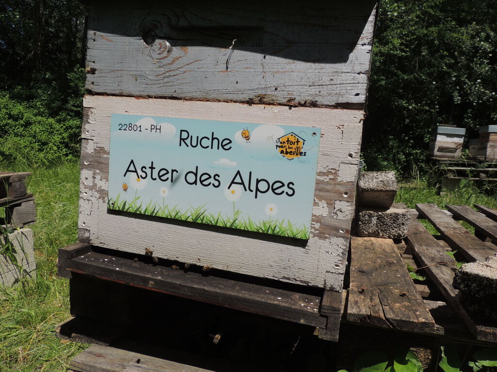 La ruche Aster des Alpes