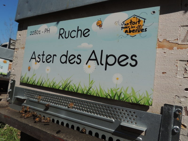 La ruche Aster des Alpes