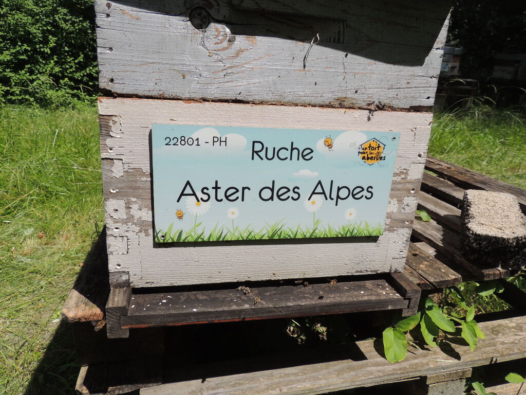 La ruche Aster des Alpes