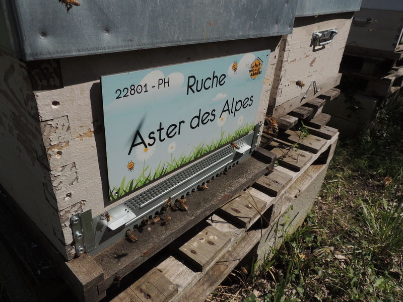 La ruche Aster des Alpes