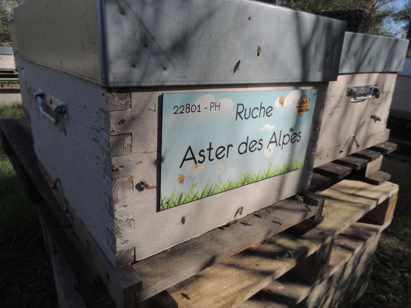 La ruche Aster des Alpes