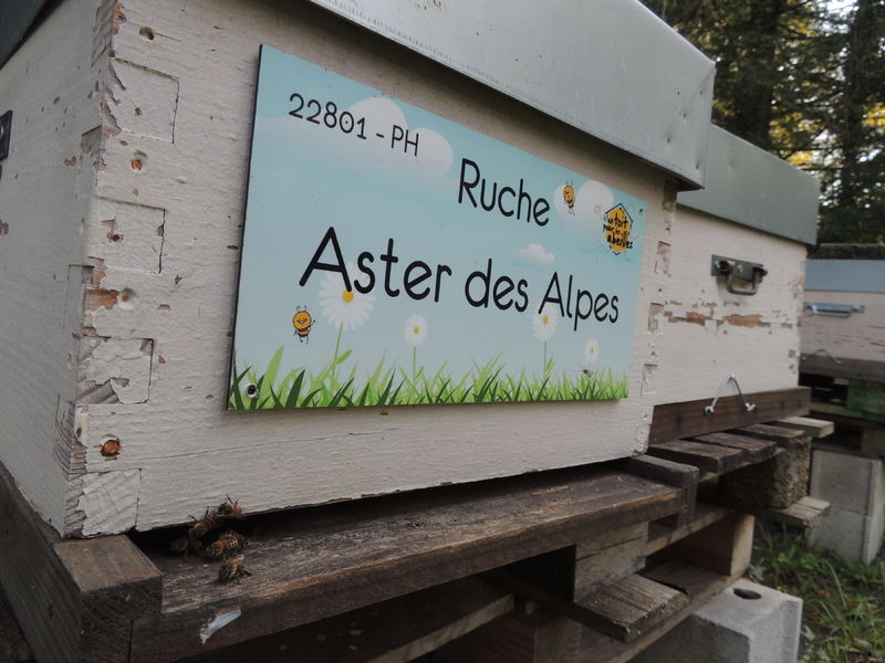 La ruche Aster des Alpes