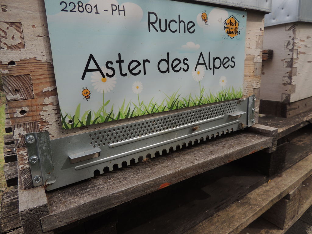 La ruche Aster des Alpes