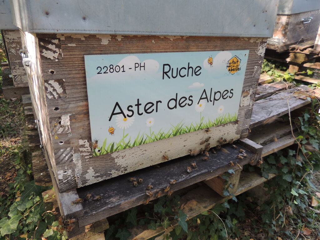 La ruche Aster des Alpes