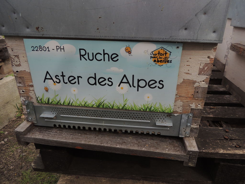 La ruche Aster des Alpes