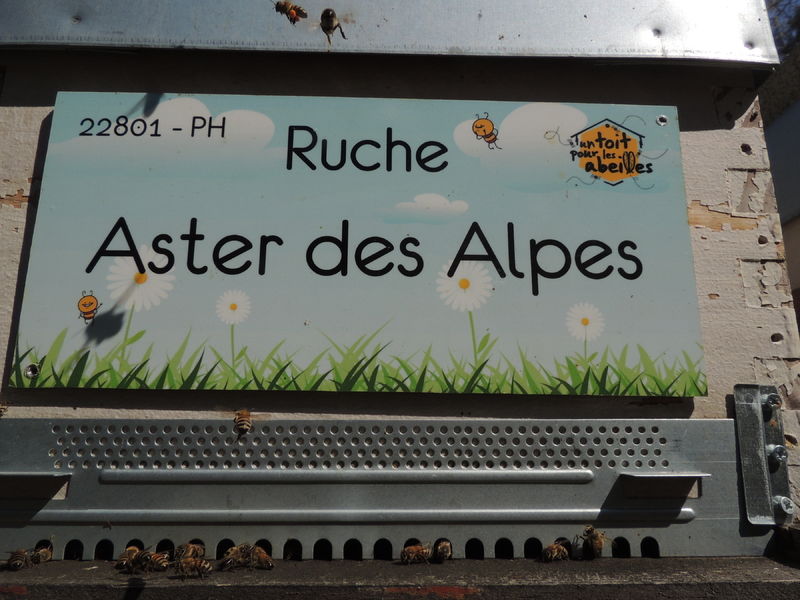 La ruche Aster des Alpes