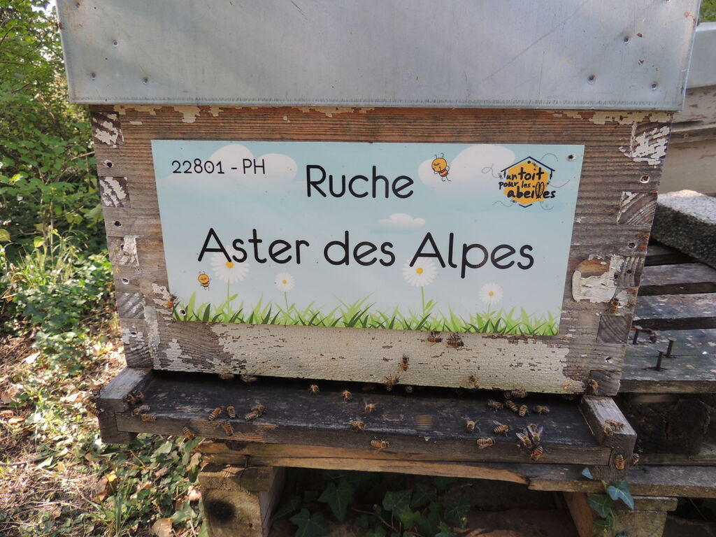 La ruche Aster des Alpes