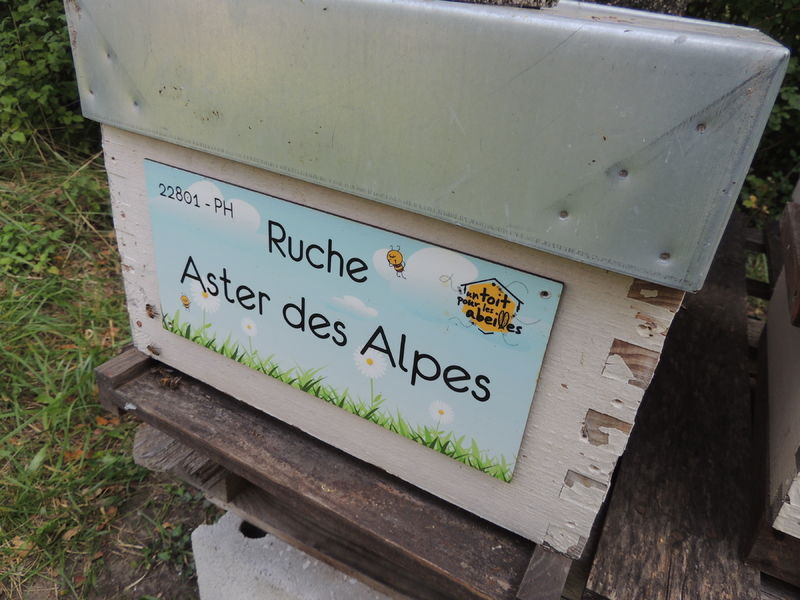 La ruche Aster des Alpes