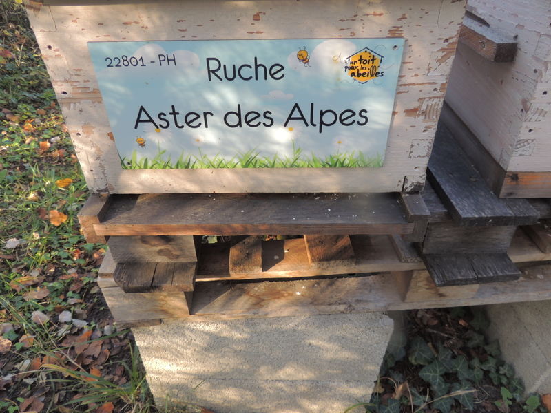 La ruche Aster des Alpes