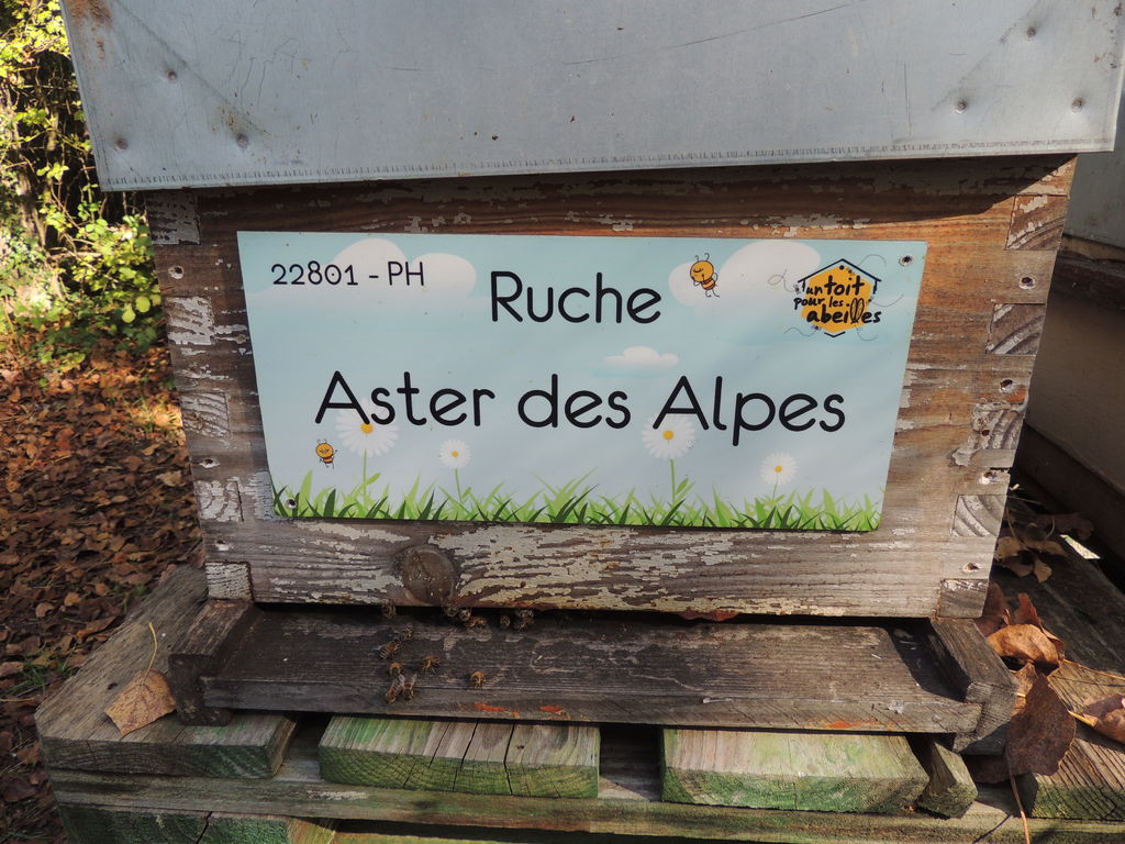 La ruche Aster des Alpes