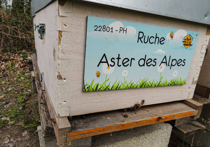La ruche Aster des Alpes