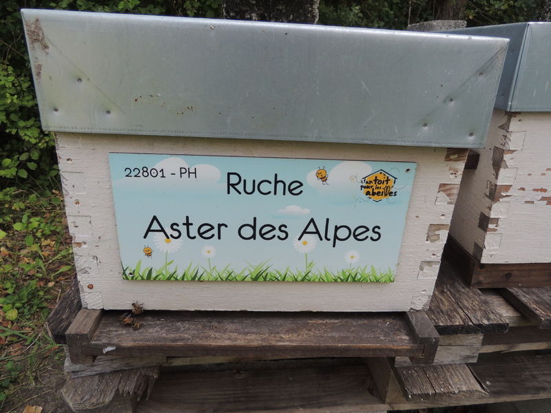 La ruche Aster des Alpes