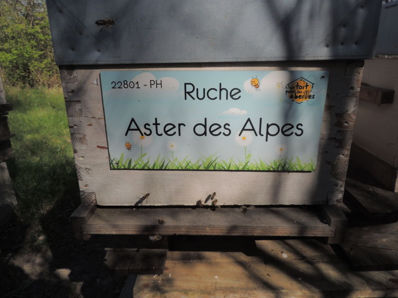 La ruche Aster des Alpes