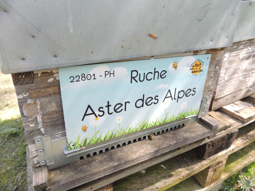 La ruche Aster des Alpes