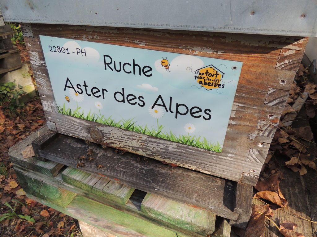 La ruche Aster des Alpes