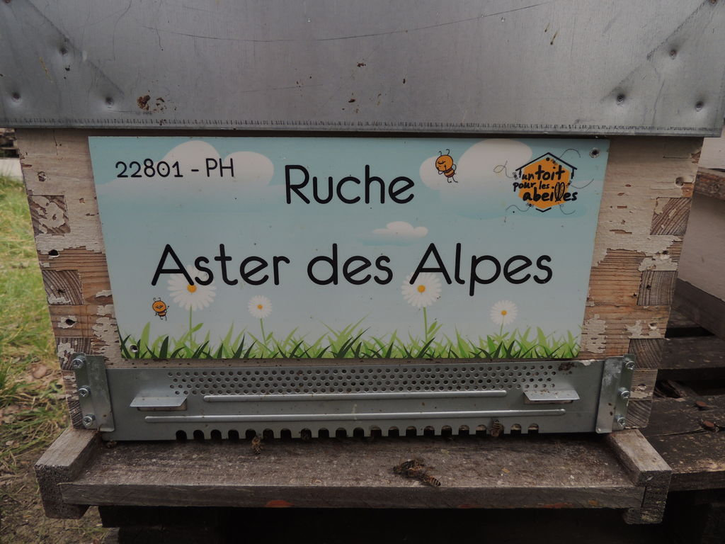 La ruche Aster des Alpes