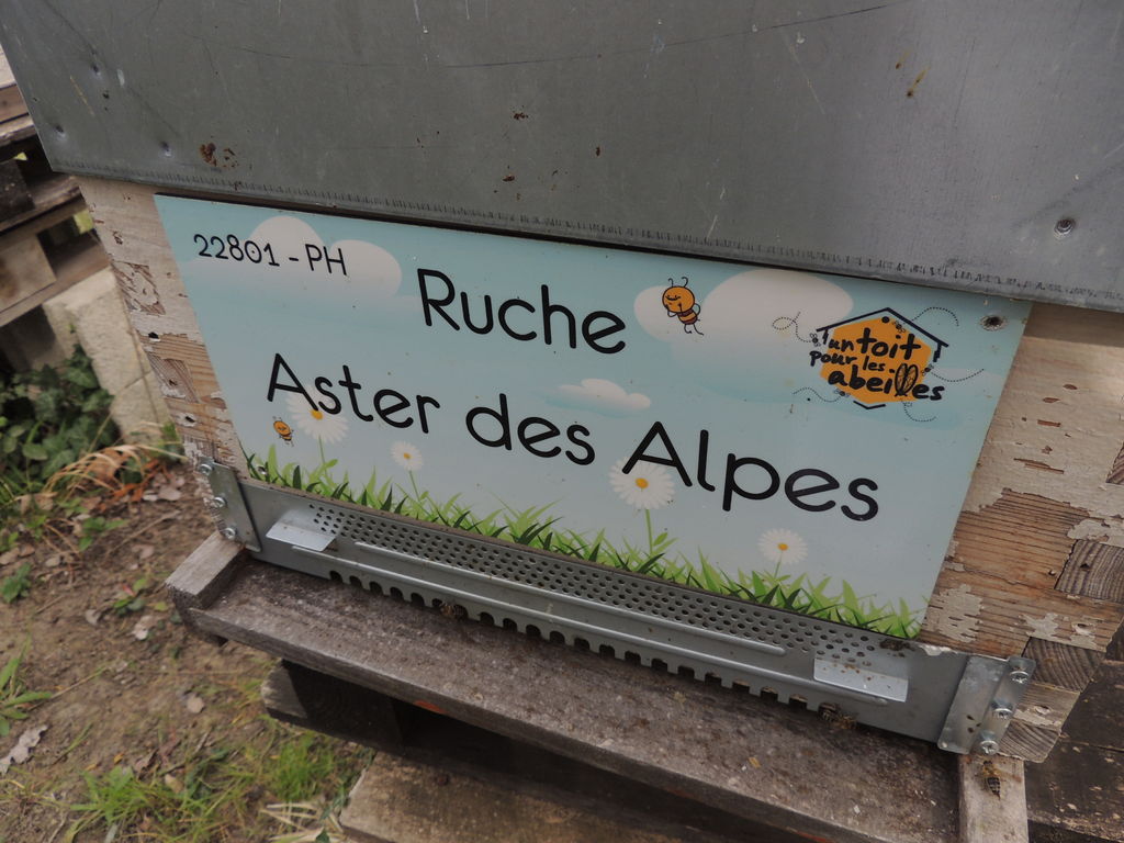 La ruche Aster des Alpes